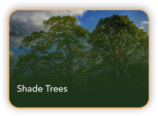 Product-Card-Shades-Tress Product-Card-Shades-Tress