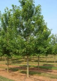 Acer x freemanii 'Autumn Blaze' Cal 1.0