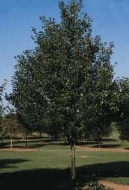 Acer x freemanii 'Sienna Glen' Cal 6.0