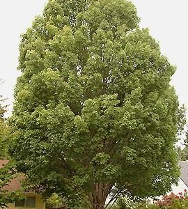 Acer rubrum 'Bowhall' Cal 2