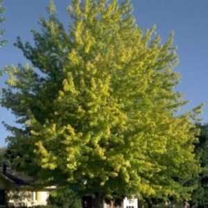 Acer saccharum 'Bailsta' Cal 2.0