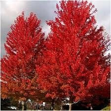 Acer tartaricum 'Garann' Cal 2.5