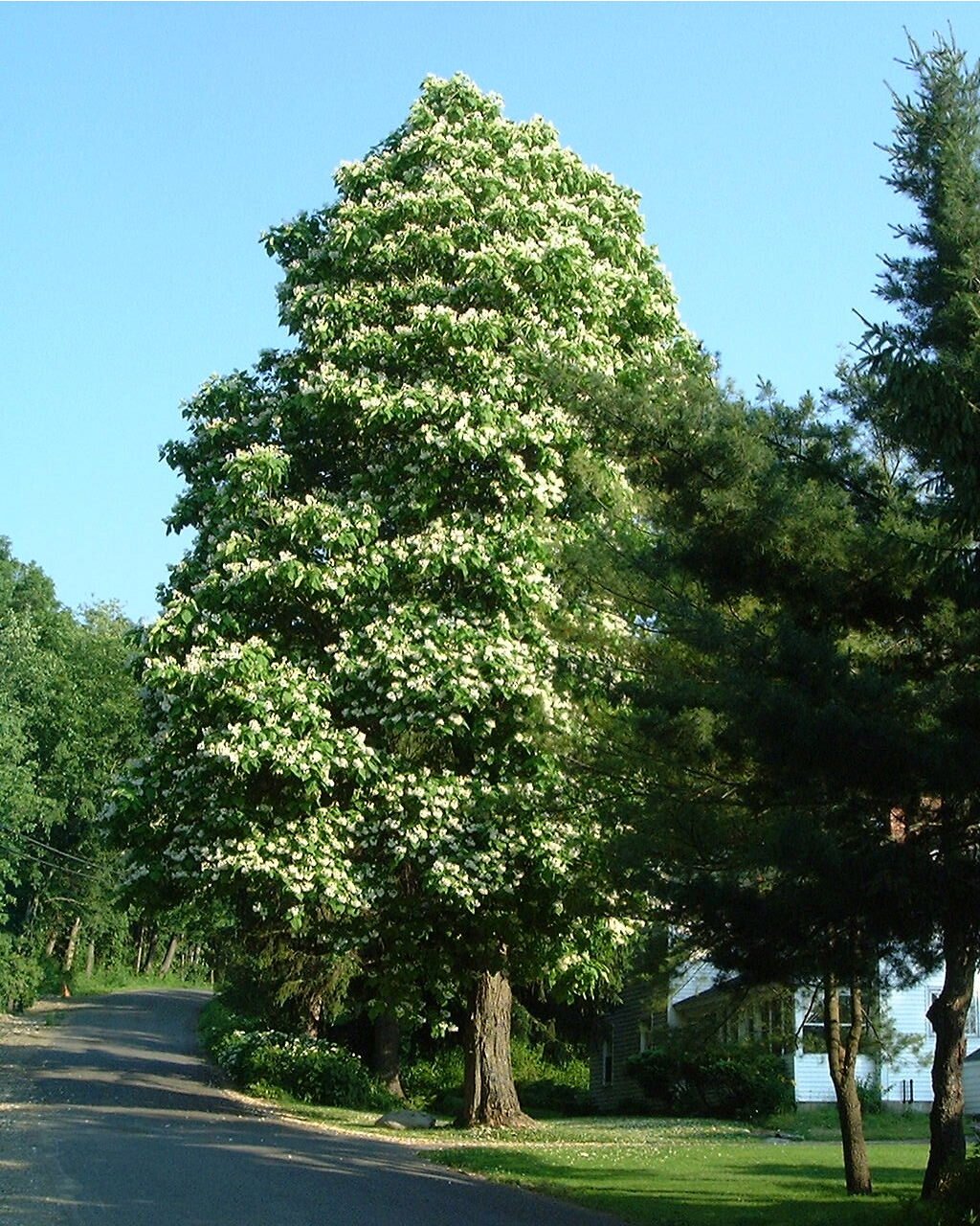 Aesculus octandea Cal 2.5