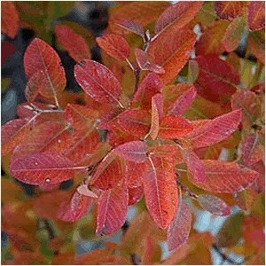 Amelanchier laevis ‘JFS-Arb’ Cal 2.0 - Image 2