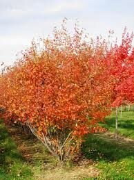 Amelanchier x grandiflora 'Autumn Brilliance' Cal 5.0