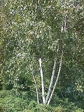 Betula populifolia 'Whitespire' Cal 12