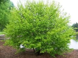 Carpinus caroliniana Cal 2.0