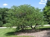 Cercis canadensis Cal 10