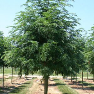 Gleditsia tri. inermis ''Shademaster' Cal 2.5