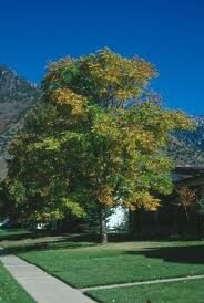 Gymnocladus dioicus Cal 2.5