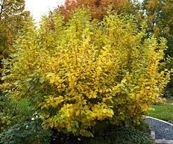 Hamamelis vernalis Cal 4/5