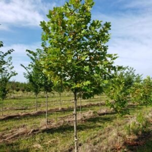 Platanus x acerfolia 'Exclamation' Cal 3.0