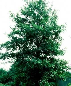 Quercus imbricaria Cal 34