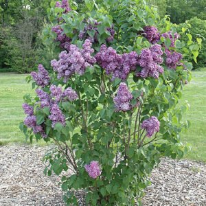 Syringa vulgaris 'Sensation' Cal 36
