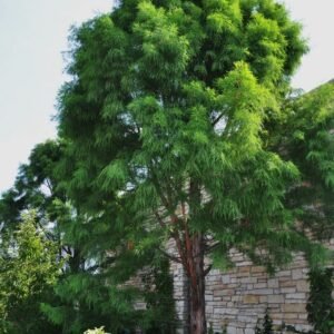 Taxodium distichum Cal 3.5