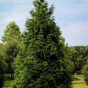 Thuja plicata 'Green Giant' Cal 3.0