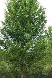 Ulmus americana 'Princeton' Cal 3.5