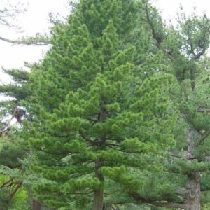 Pinus cembra Cal 18