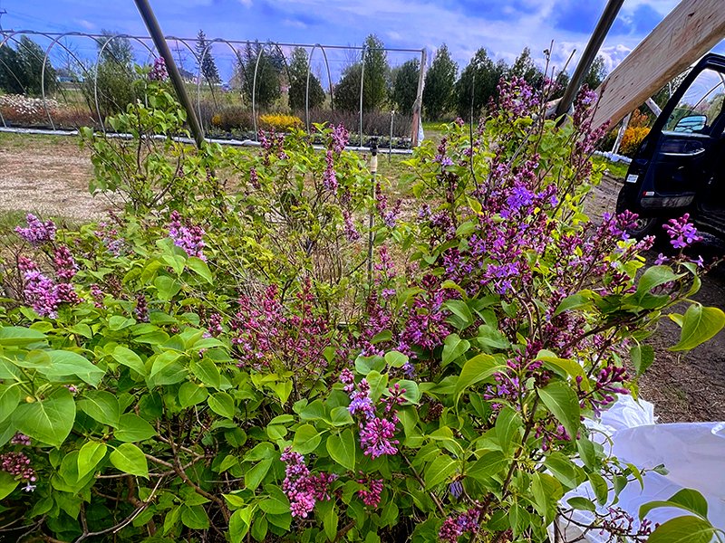 1_CP_BlogSale_Woody_s_2