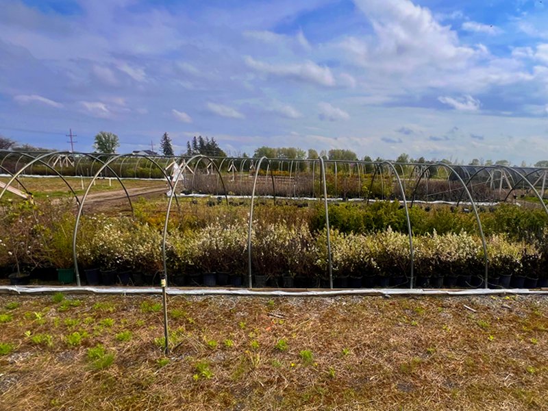 1_CP_BlogSale_Woody_s_5