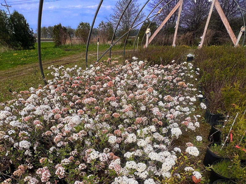 1_CP_BlogSale_Woody_s_6