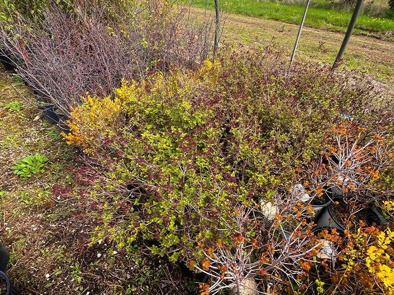 1_CP_BlogSale_Woody_s_7