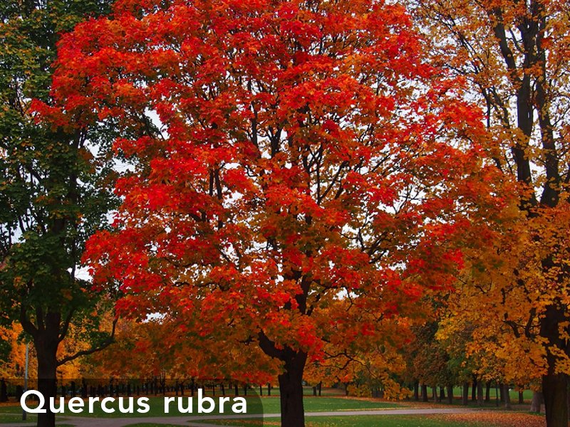 3_CP_Blog_Woody_s_10