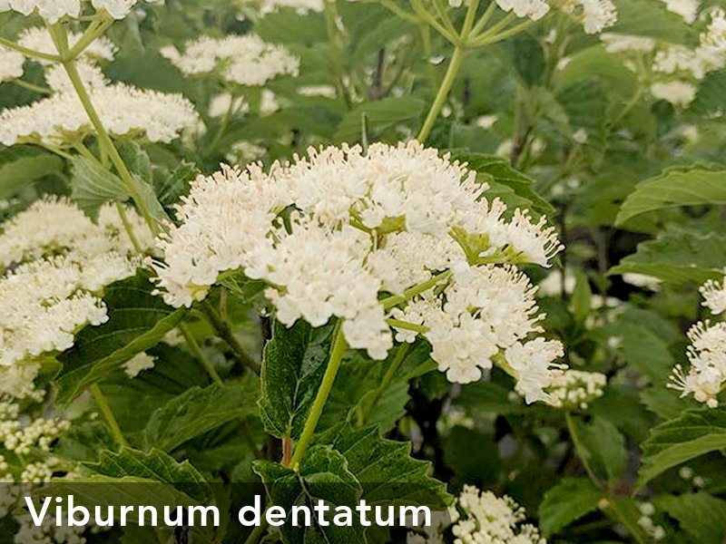 3_CP_Blog_Woody_s_12