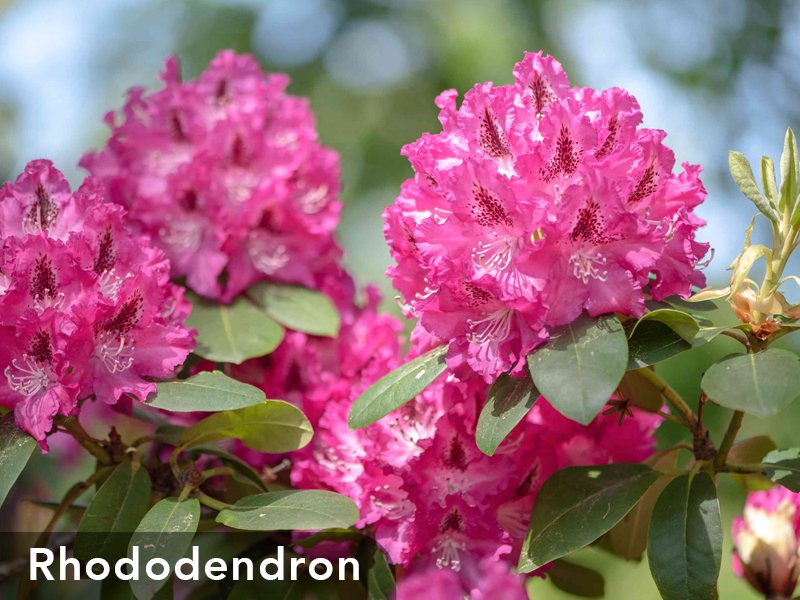 3_CP_Blog_Woody_s_14