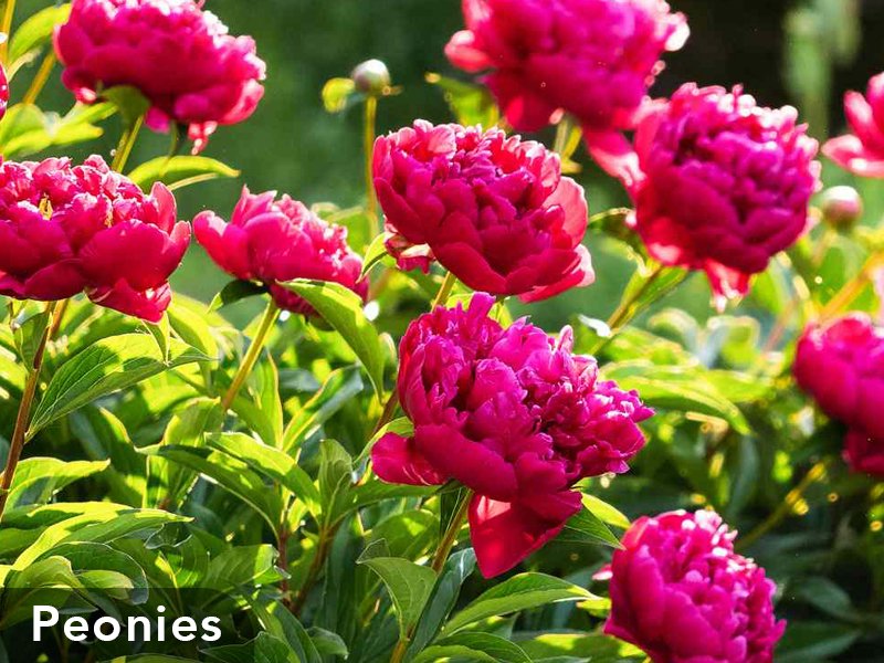 3_CP_Blog_Woody_s_16