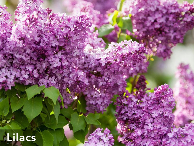 3_CP_Blog_Woody_s_17