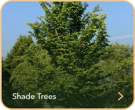 Shade Trees