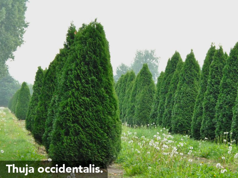 1_Woody_s_Agosto_FC_5