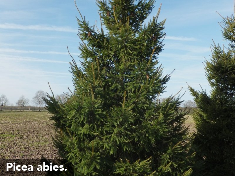 1_Woody_s_Agosto_FC_6