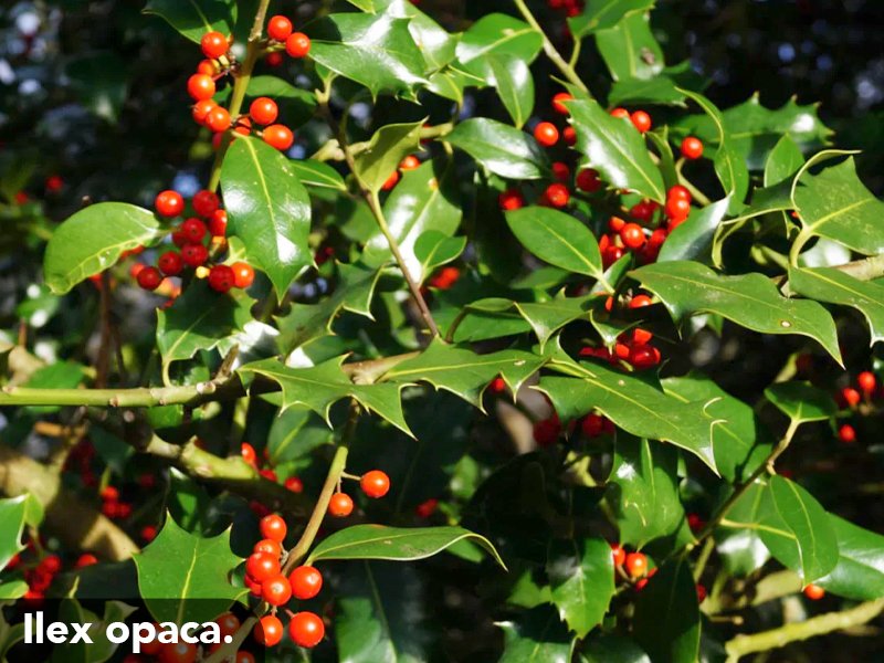 1_Woody_s_Agosto_FC_7