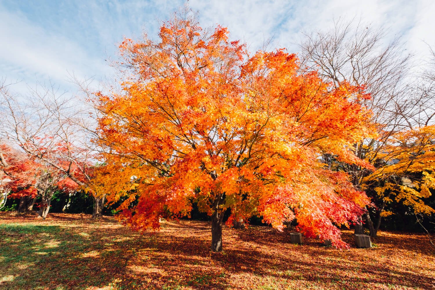 Beautiful fall garden scene