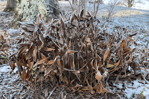 Wilted plant in cold