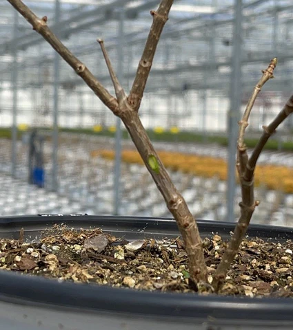 Checking soil moisture