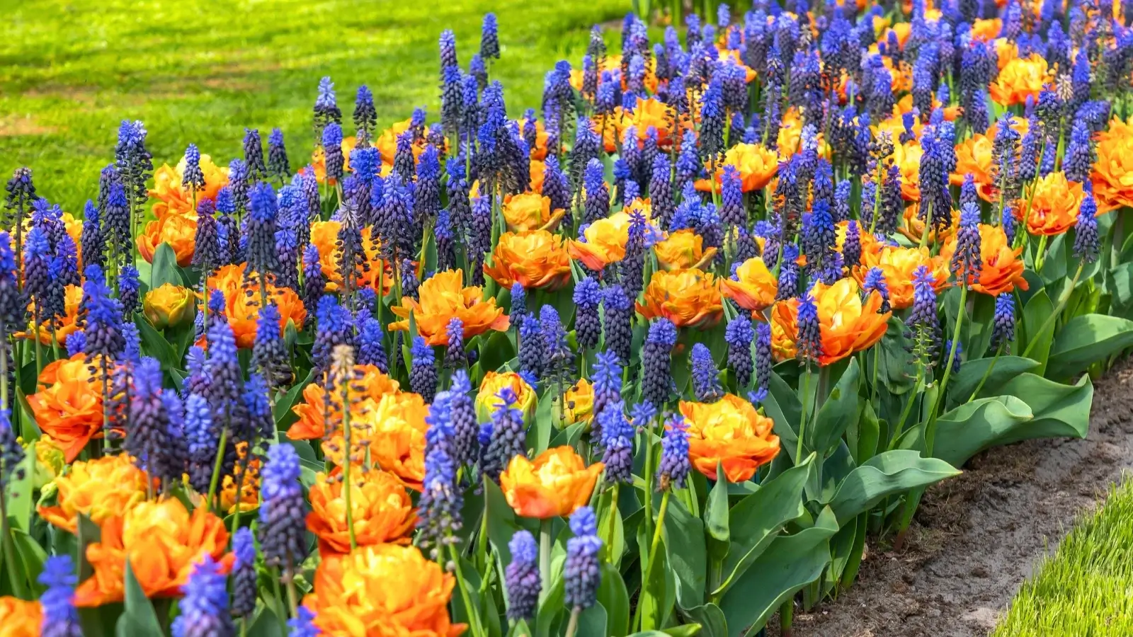 Naturalized bulb drifts