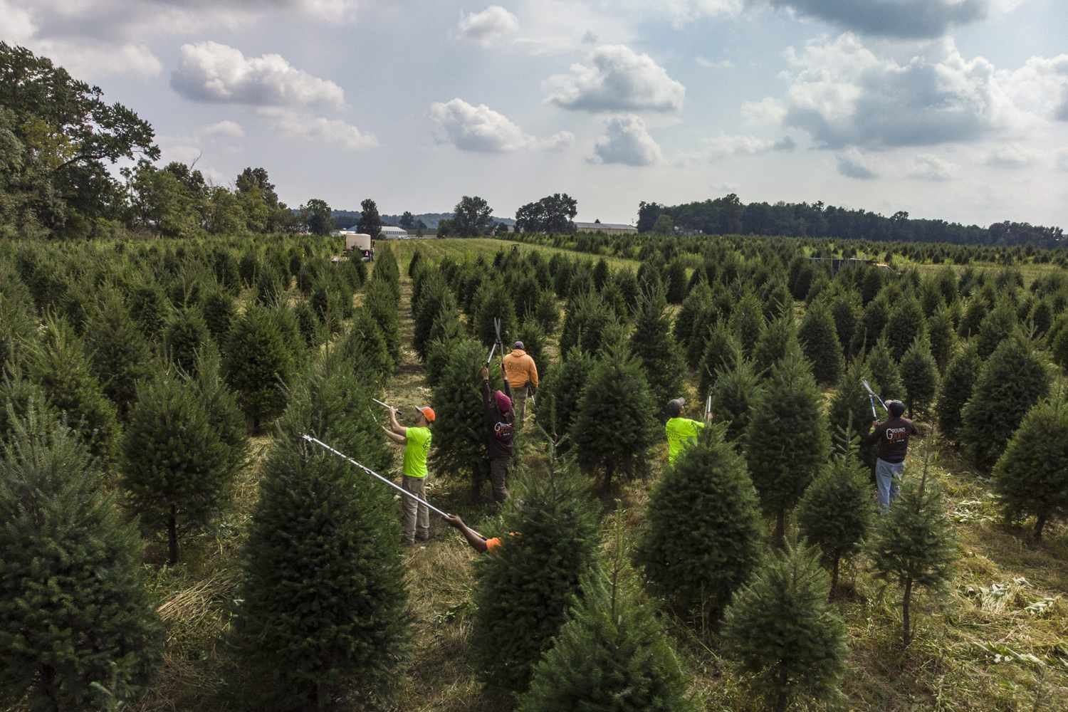 Rows of real Christmas trees growing on a farm