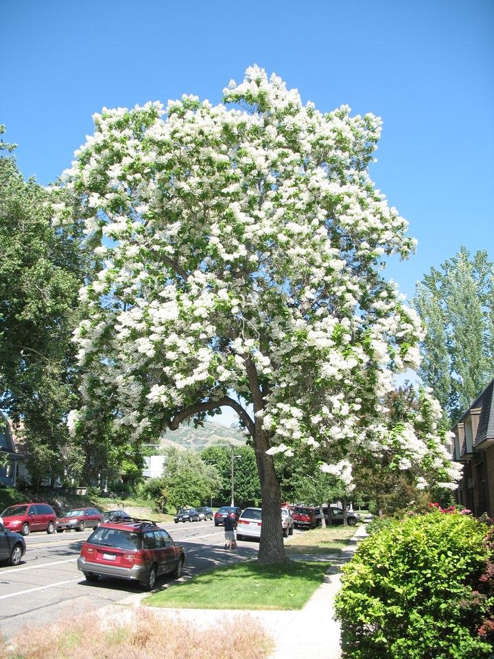 Northern Catalpa