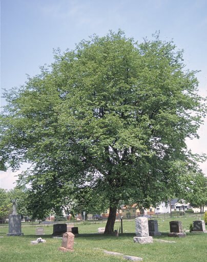 American Hophornbeam