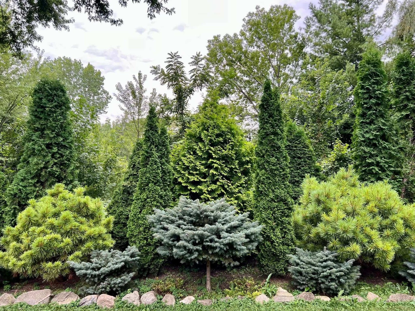 Large forest of tall trees