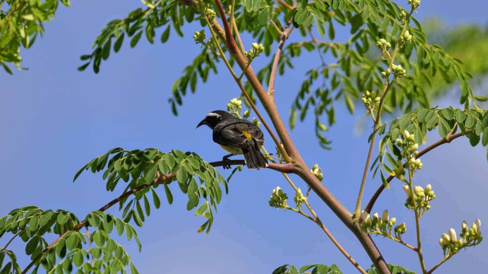 Bird resting on a tree branch