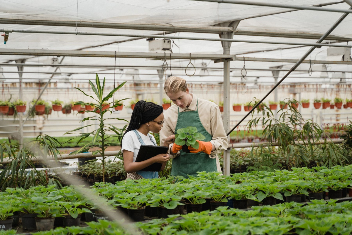 Nursery team inspecting plants together in a greenhouse