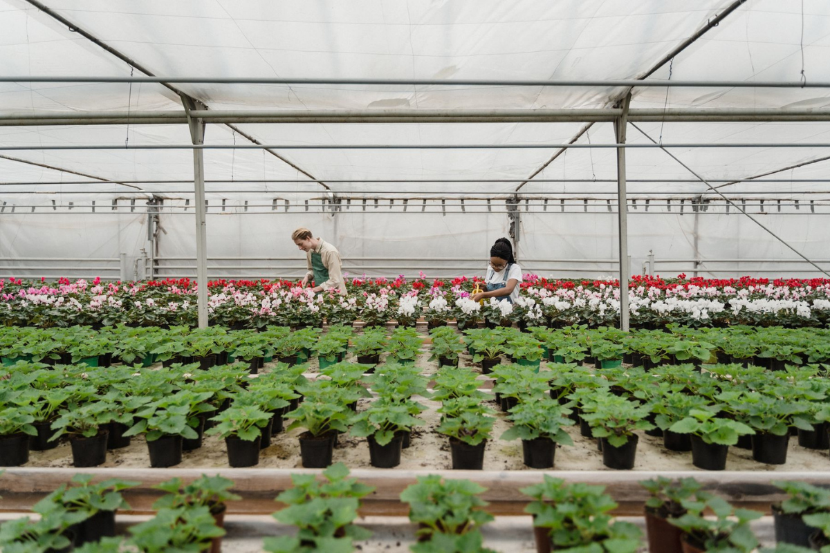 Nursery crew pruning and watering rows of potted plants in a greenhouse