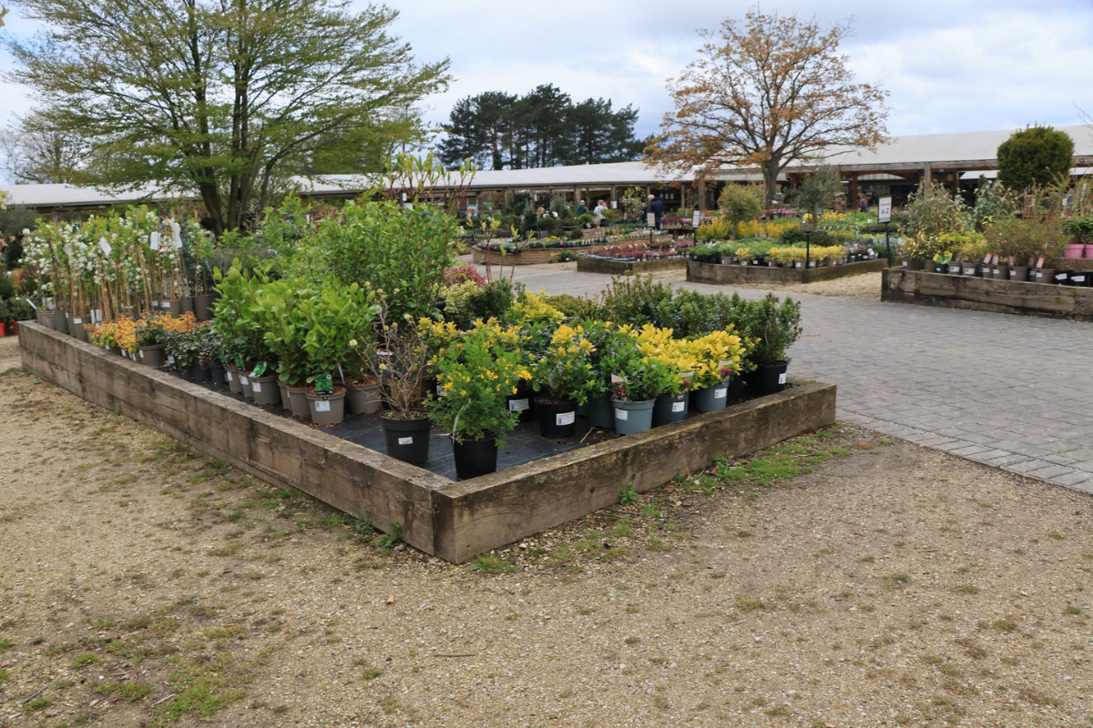 Outdoor nursery display of potted flowering shrubs for sale