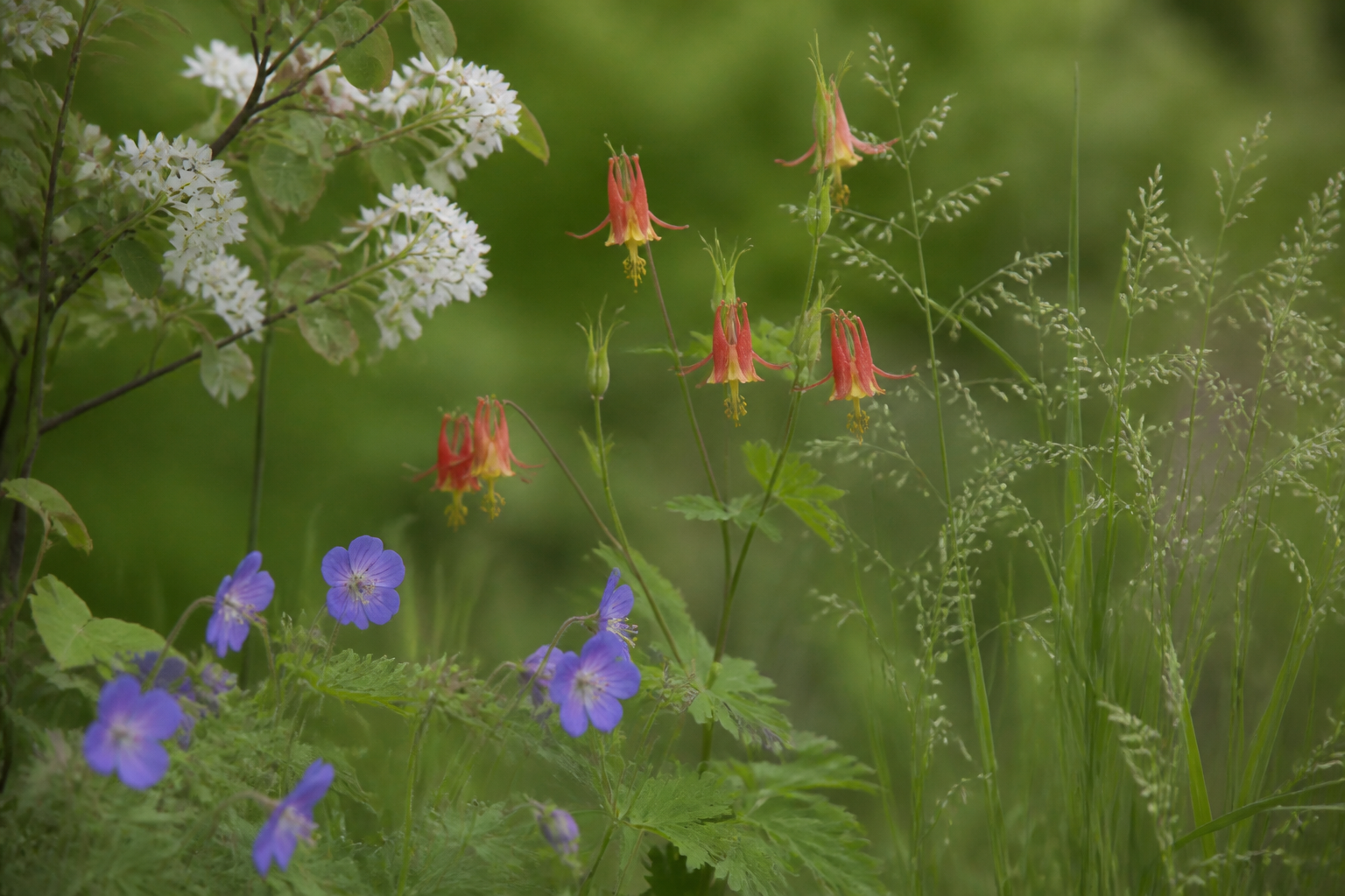 Colorful Illinois native plants arranged in layered drifts